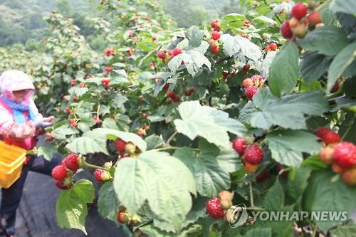 김해 산딸기 수확 장면