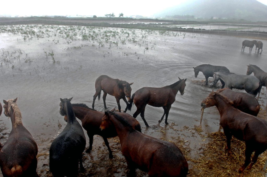폭우에 잠겨버린 말 방목지. 2007년