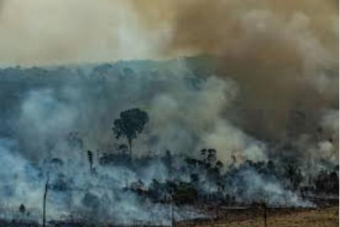 아마존 열대우림에서 일어난 산불