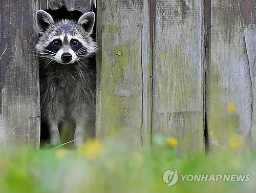 너구리 Japanese raccoon