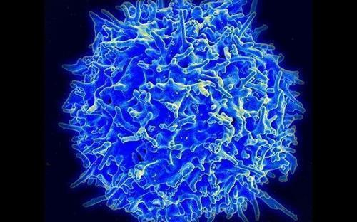 면역 반응에 핵심 역할을 하는 T세포 