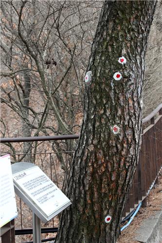 1968년 1·21 사건 때 발생한 교전으로 인한 총탄 흔적이 표시된 소나무 [사진/전수영 기자]