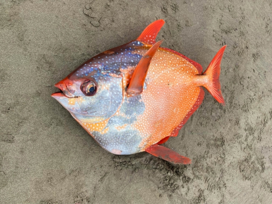 지난 14일 미국 오리건주 해안가에서 발견된 빨간개복치.