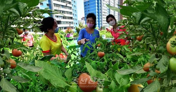 북한 평양시 탁아소 옥상에서 기르는 토마토