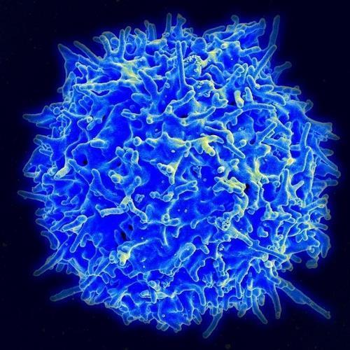 세포 면역에 핵심 역할을 하는 T세포