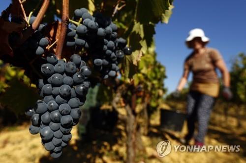 올해 와인 생산량 역대최저 전망…이상기후로 유럽포도 흉작(종합)