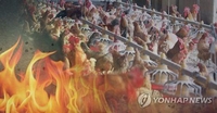충북 음성군 양계장서 불…병아리 1만8천 마리 폐사