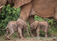 '1%의 기적'…케냐서 코끼리 쌍둥이 탄생