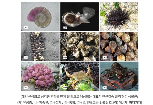 [기후 위기와 해양] ⑨ 탄소배출 증가로 바다가 산성화되고 있어요