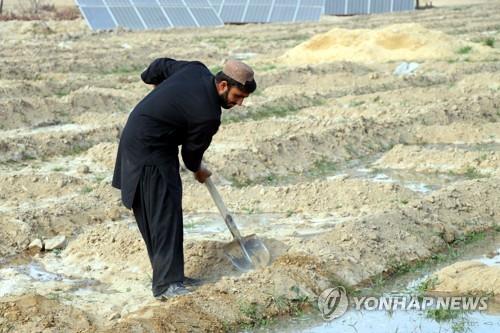 양귀비 재배를 위해 밭을 고르는 아프간 칸다하르의 농부.