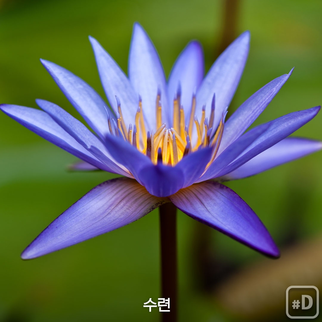 [여행honey] 꽃으로 힐링을…세계 유명 정원 세 곳 - 6