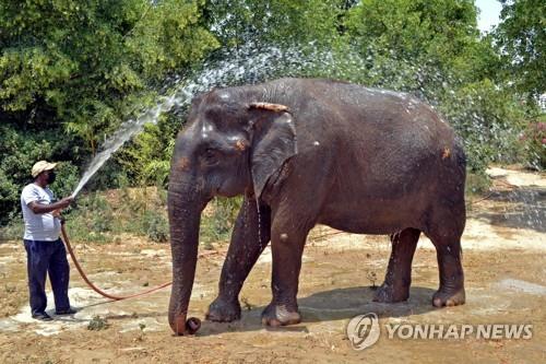 1일 인도 파라에서 코끼리에게 물을 끼얹어 주는 동물 보호 기관 직원.