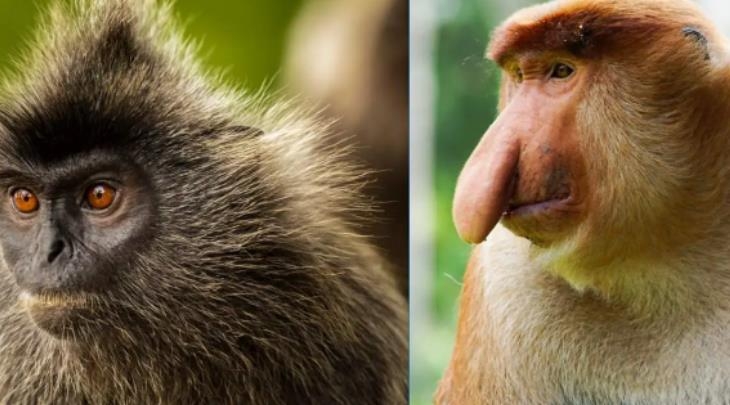 은색랑구르 원숭이와 코주부원숭이