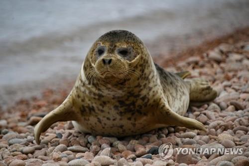 새끼 점박이물범