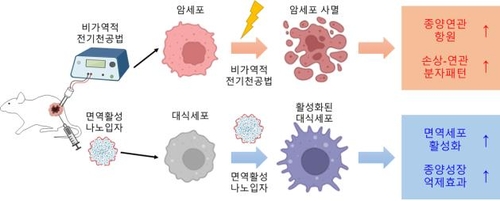 면역활성 나노입자와 비가역적 전기천공법 병용을 통한 면역 항암치료