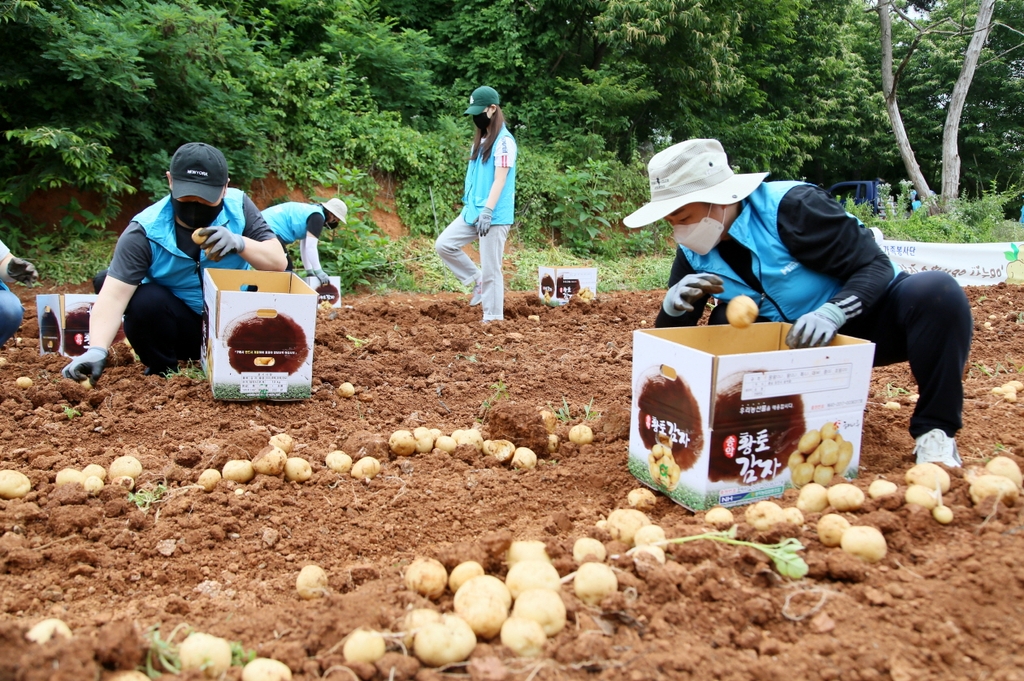 당진 현대제철 가족봉사단, 감자 수확 일손 돕기