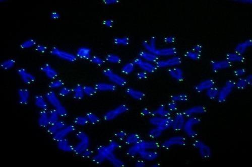 인간의 염색체(청색)와 그 말단을 덮은 텔로미어(녹색) 