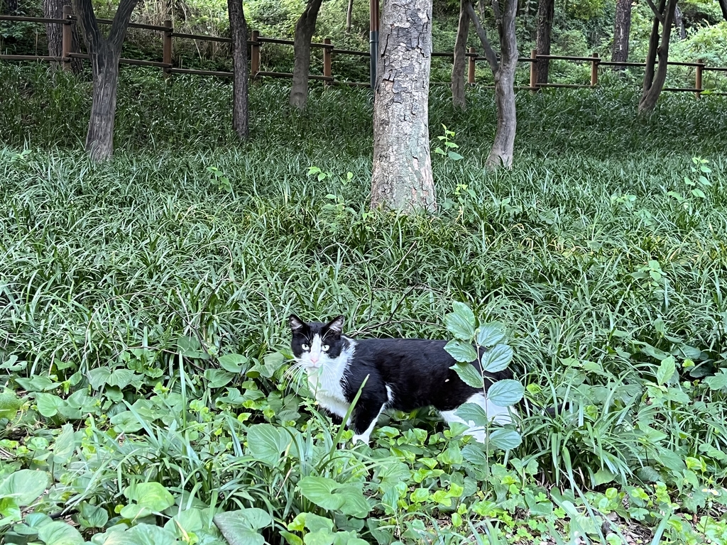 효창공원에 사는 길고양이
