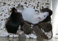 [사이테크+] 日 연구팀, 동결 건조된 체세포 이용한 생쥐 복제 성공