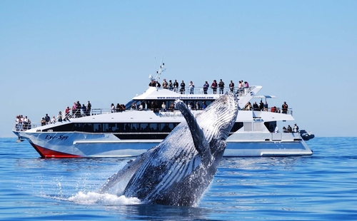 [여행소식] 우영우가 사랑하는 고래…고래 관광 천국은 호주