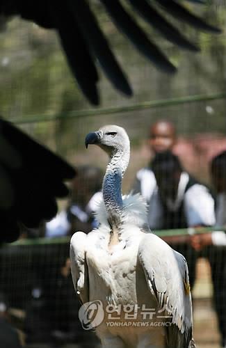 남아공의 멸종위기종 케이프 독수리