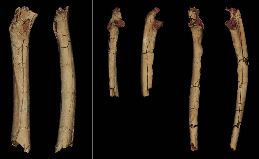 사헬란트로푸스 대퇴골(왼쪽)과 자뼈 2개