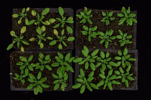 질병을 일으키는 박테리아에 저항하도록 유전자가 조작된 식물(왼쪽 위)은 감염에는 강해지지만 성장이 저해된다. 듀크대 연구팀은 방어 단백질 정보가 전달되는 방식을 조절해 성장 저해 부작용 없이 식물 면역력을 강화하는 데 성공했다. (오른쪽 아래) [GUOYONG XU, DUKE UNIVERSITY 제공. 재판매 및 DB 금지]