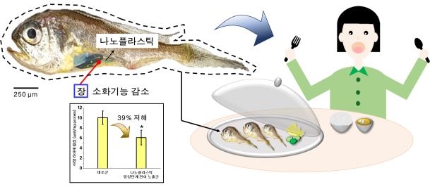 나노플라스틱이 참조기에 미치는 영향