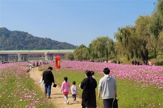 창릉천 코스모스 축제 현장