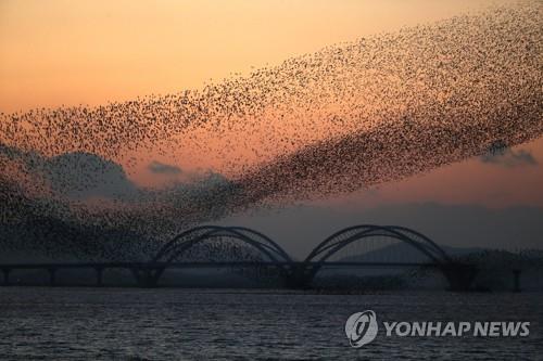 가창오리 군무