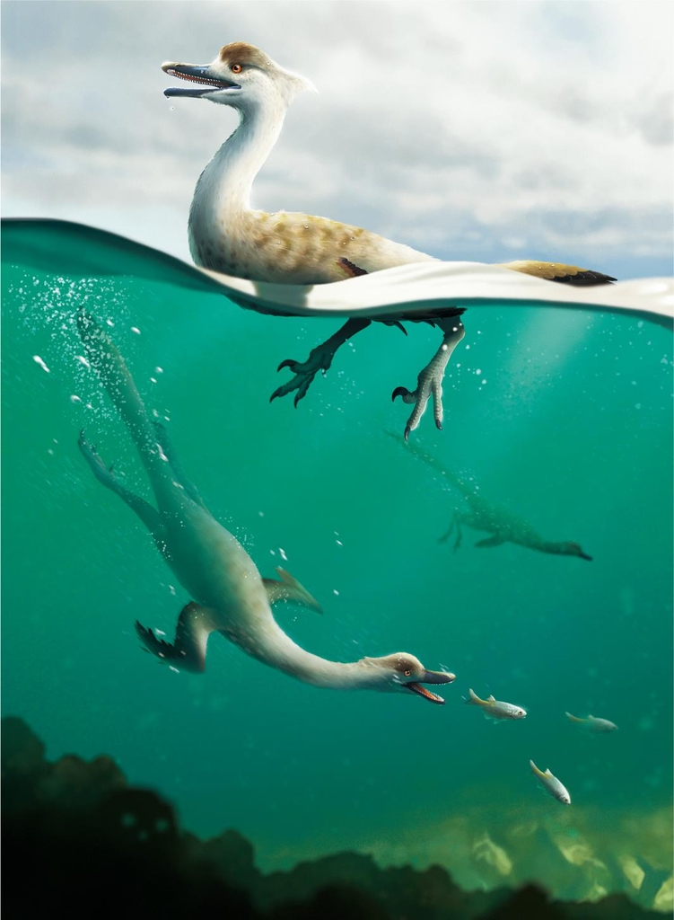 '다이빙 새' 닮은 육식성 두발 공룡 '나토베나토르 폴리돈투스' 복원도 