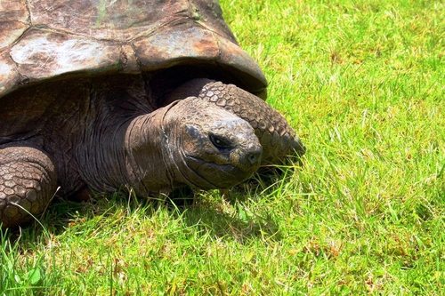 거북이 조너선 190살 생일파티…생존 최고령 육지동물
