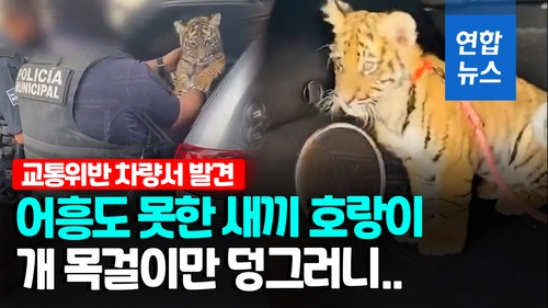 [영상] 교통위반 차량 잡고 보니…트렁크에 새끼 호랑이 - 2
