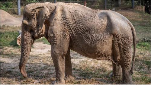 태국야생동물친구재단이 보호 중인 코끼리 파이린