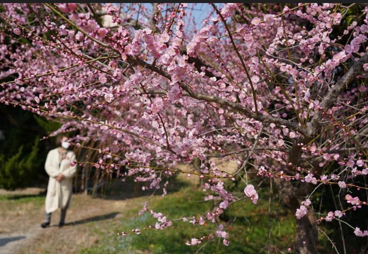 산이면 보해매실농원
