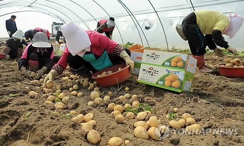 광활 햇감자 수확