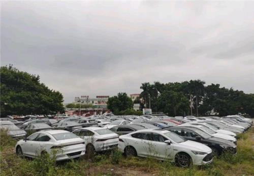 출고 기다리며 세워져 있는 비야디 차량