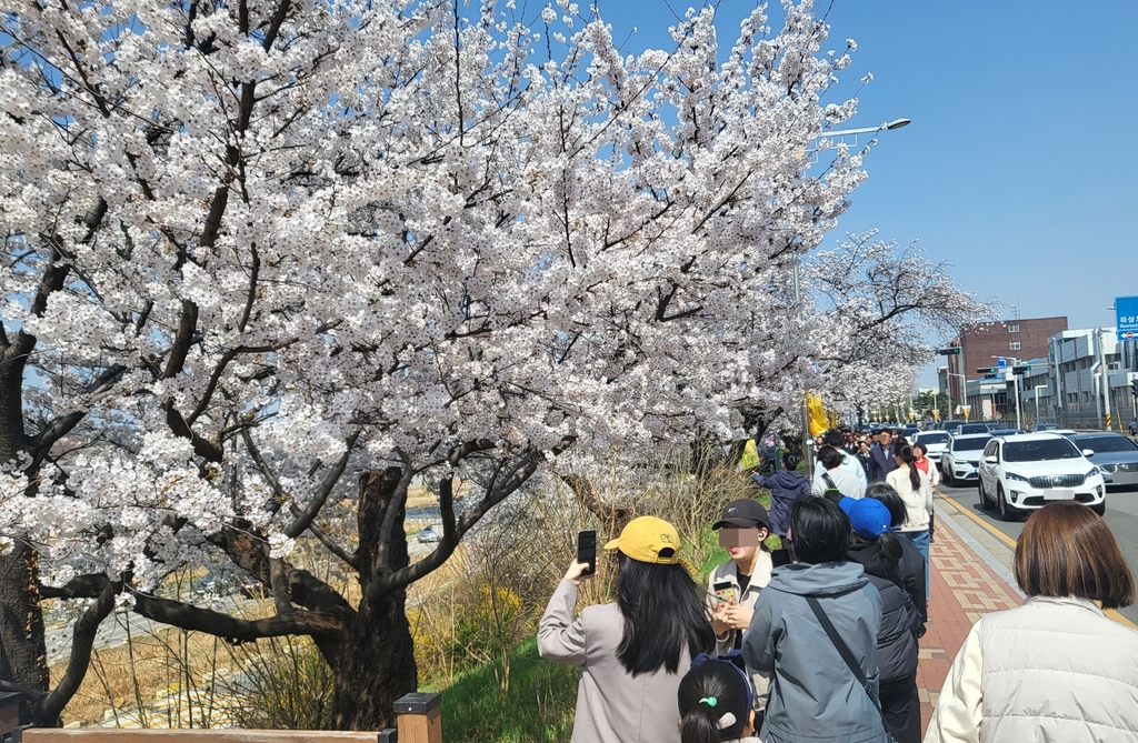 무심천 벚꽃길 걷는 시민들