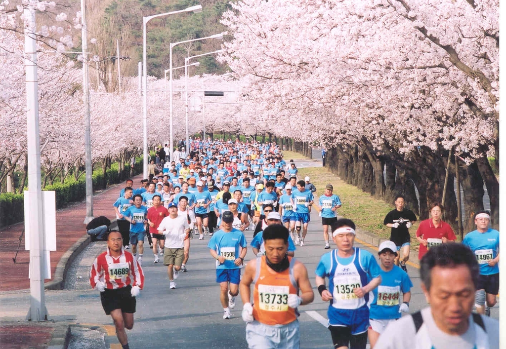 경주 보문단지 일원에서 열린 경주 벚꽃 마라톤대회 참가자들이 활짝 핀 벚꽃 터널을 달리고 있다. 2004년 [연합뉴스 자료사진]