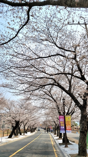 축제장인 군서면 벚꽃길