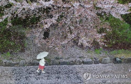 우산을 쓰고 벚꽃 옆을 걸어가는 시민. [연합뉴스 자료사진]