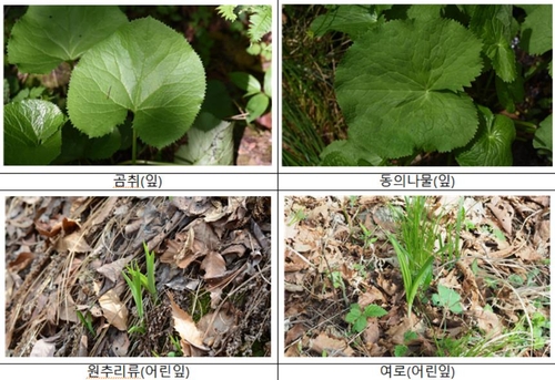 곰취인 줄 알고 먹었는데 '독초'…봄철 산나물 채취 주의 | 연합뉴스