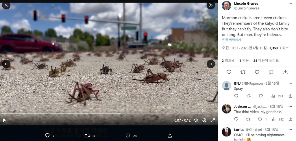 모르몬 귀뚜라미 떼가 도로를 뒤덮은 모습