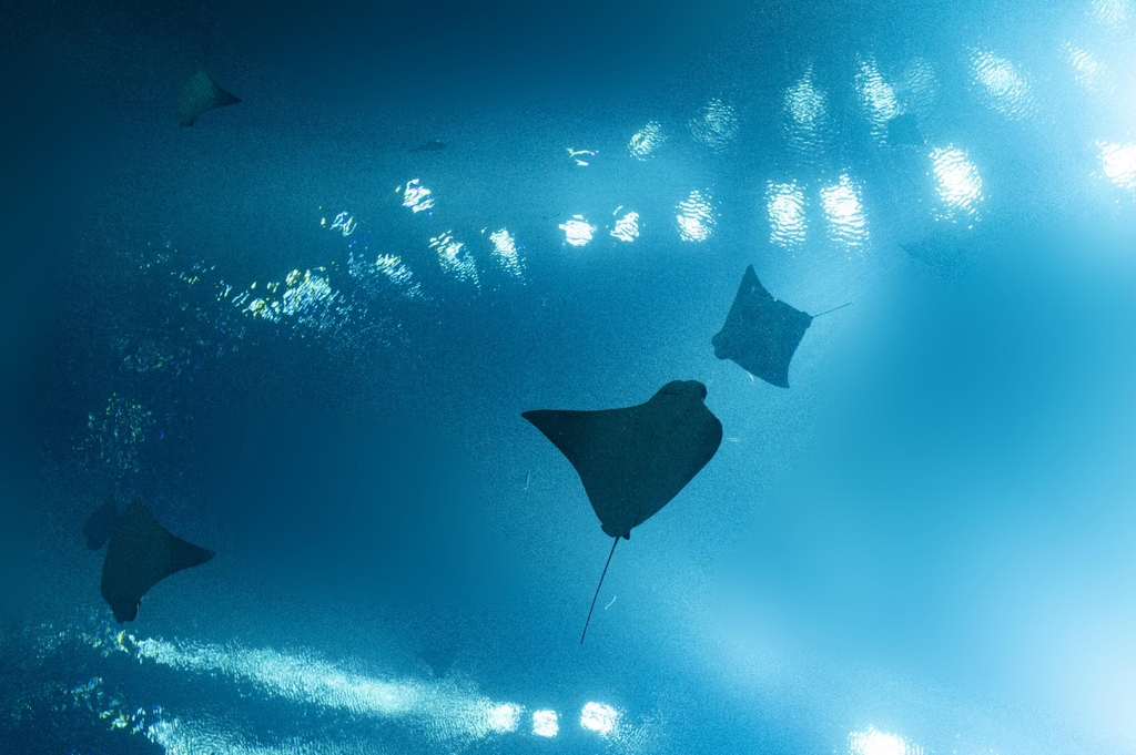 해저에서 수면을 바라보는 각도에서 해양 생물을 관람할 수 있다. [사진/성연재 기자] 