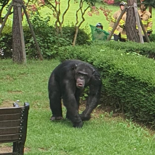 동물원 탈출했다 마취총 맞은 수컷 침팬지 '루디' 하늘나라로(종합2보)