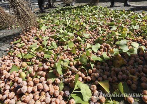 춘천 지역 가로수 은행나무 열매 중금속 안전