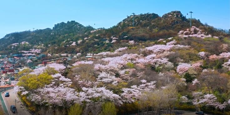 봄 축제가 열릴 유달산 전경
