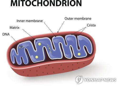 미토콘드리아
