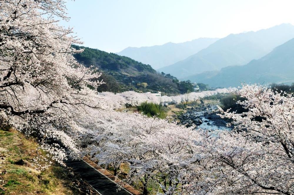 하동 십리벚꽃길 / 연합뉴스