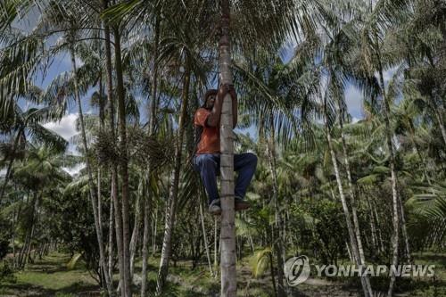 Um homem sobe em uma árvore para colher frutas